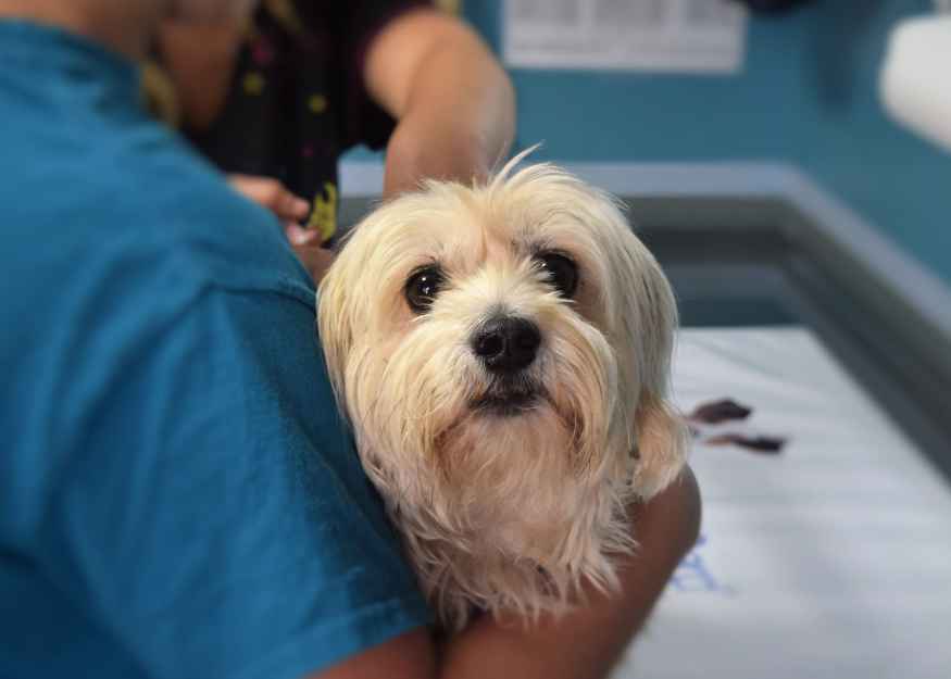 animal-health-pharmaceutical | BHF Technologies